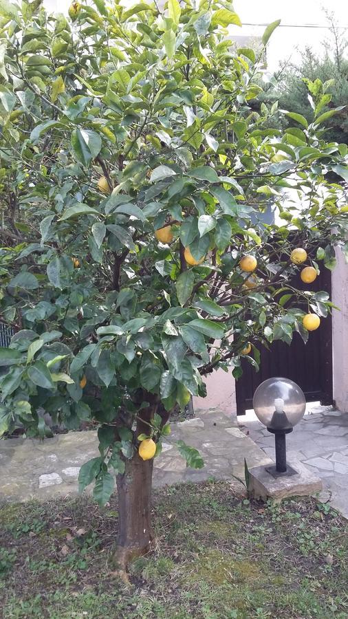 Bruyere * Antibes